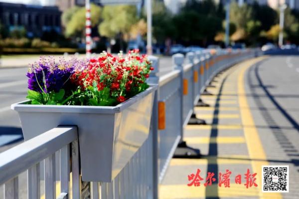 景观交通蝴蝶视频app污版下载亮相哈市街头！除了美观，它还有这个作用